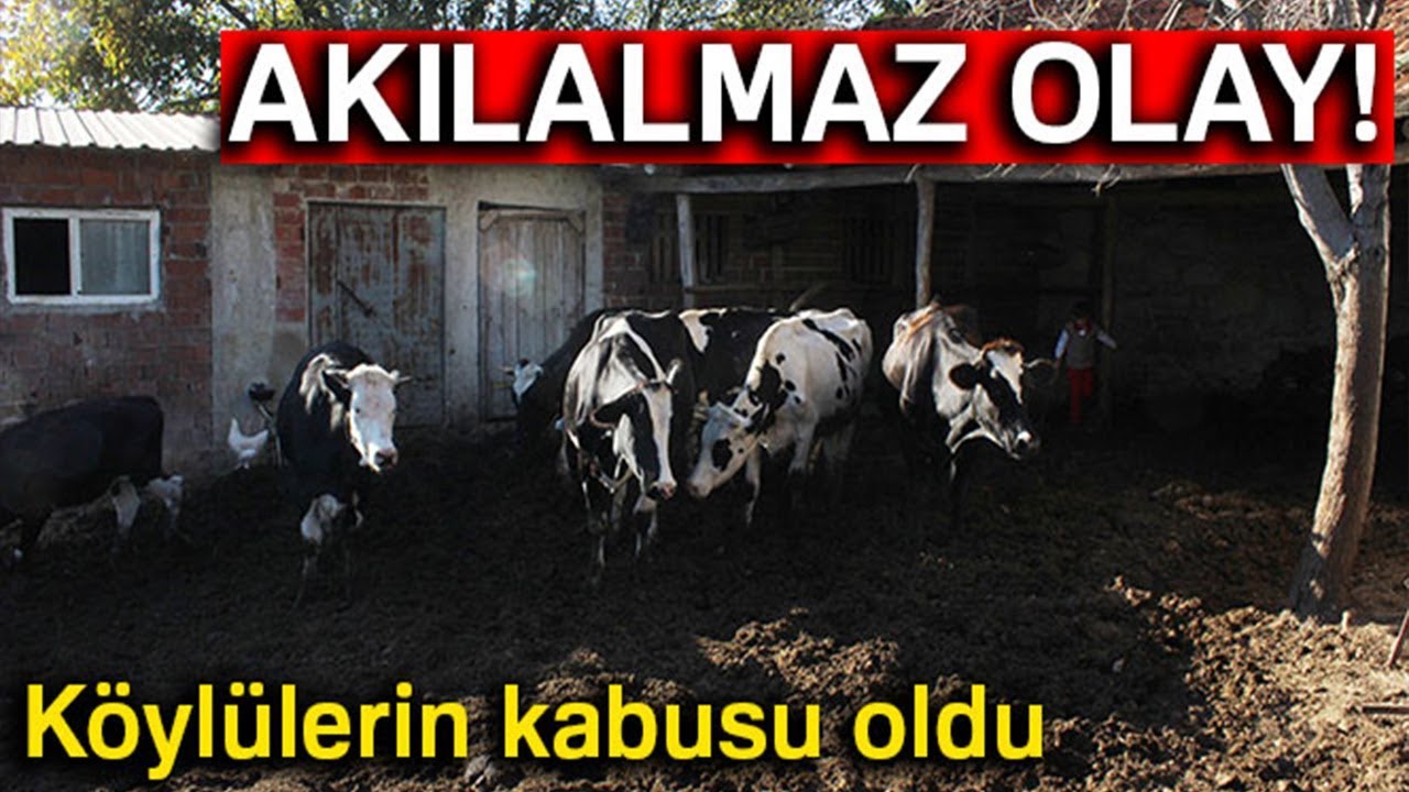 Bursa’da Ayılar Onlarca İneği Parçalayıp Toprağın Altına Gömdü