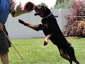 we will inviting sajan dog training academy kottayam pala 9946515222 we will inviting sajan dog training academy kottayam pala 9946515222