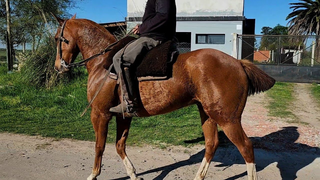 alazan muy gaucho, buena alzada, agil, completo $3.600.000