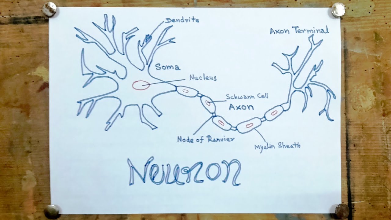 How to Draw Neuron Cell || Structure of Neuron Diagram