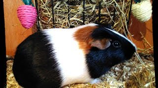 Aïden Mange Du Foin Pour Rongeurs Luzernedactyle Hamiform Bio 20L Zoomalia ʘʘ