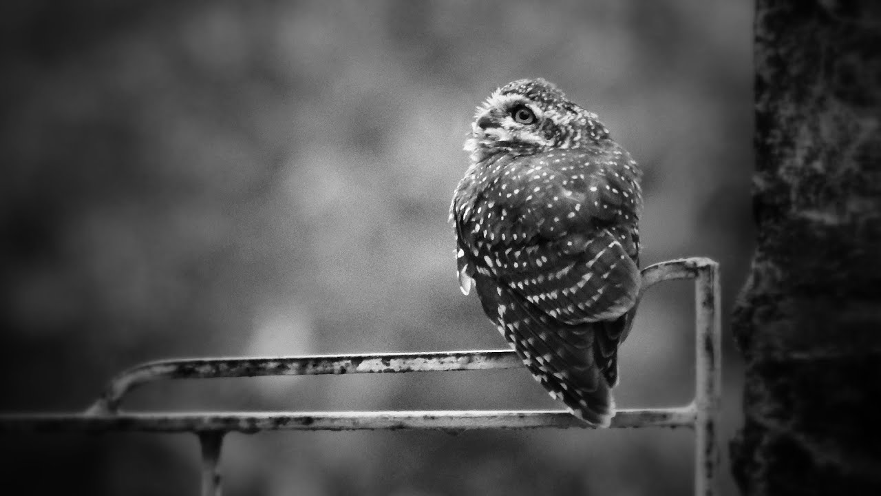 Spotted owlet (Athene brama) 