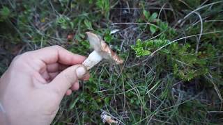 Salida A Por Setas Al Monte, Cogimos Algún Ejemplar De Tricholoma Fracti