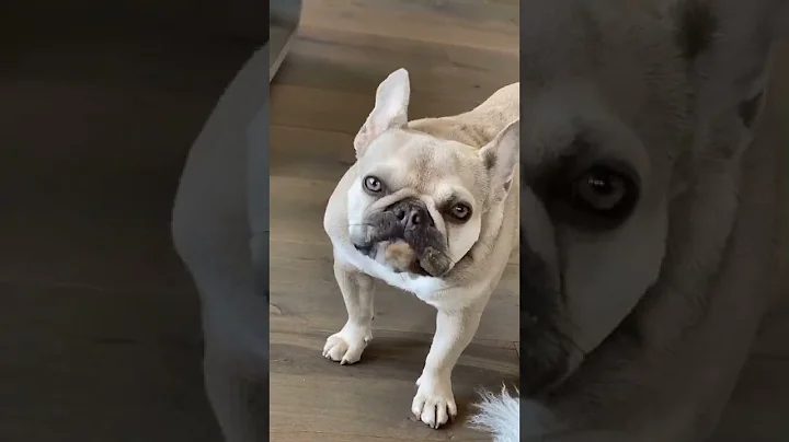 No one is getting bone - Walter and Charlotte