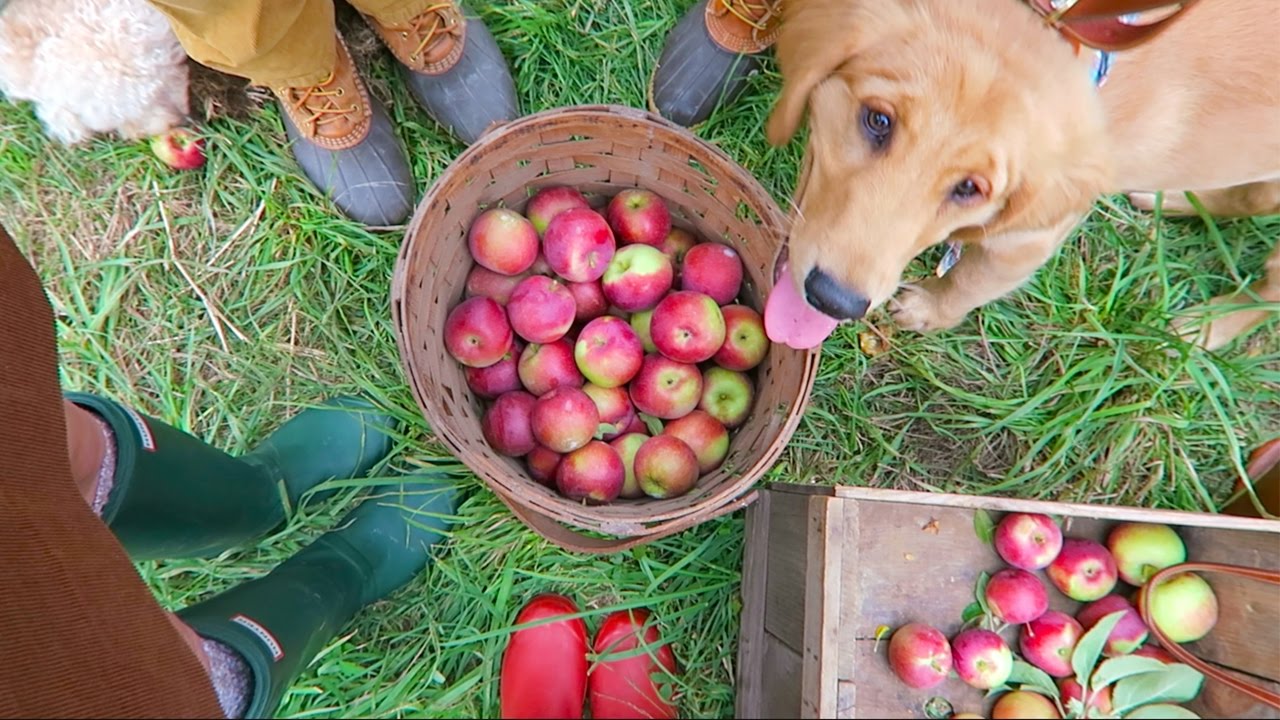 APPLE PICKING CHAOS WITH THREE DOGS YouTube
