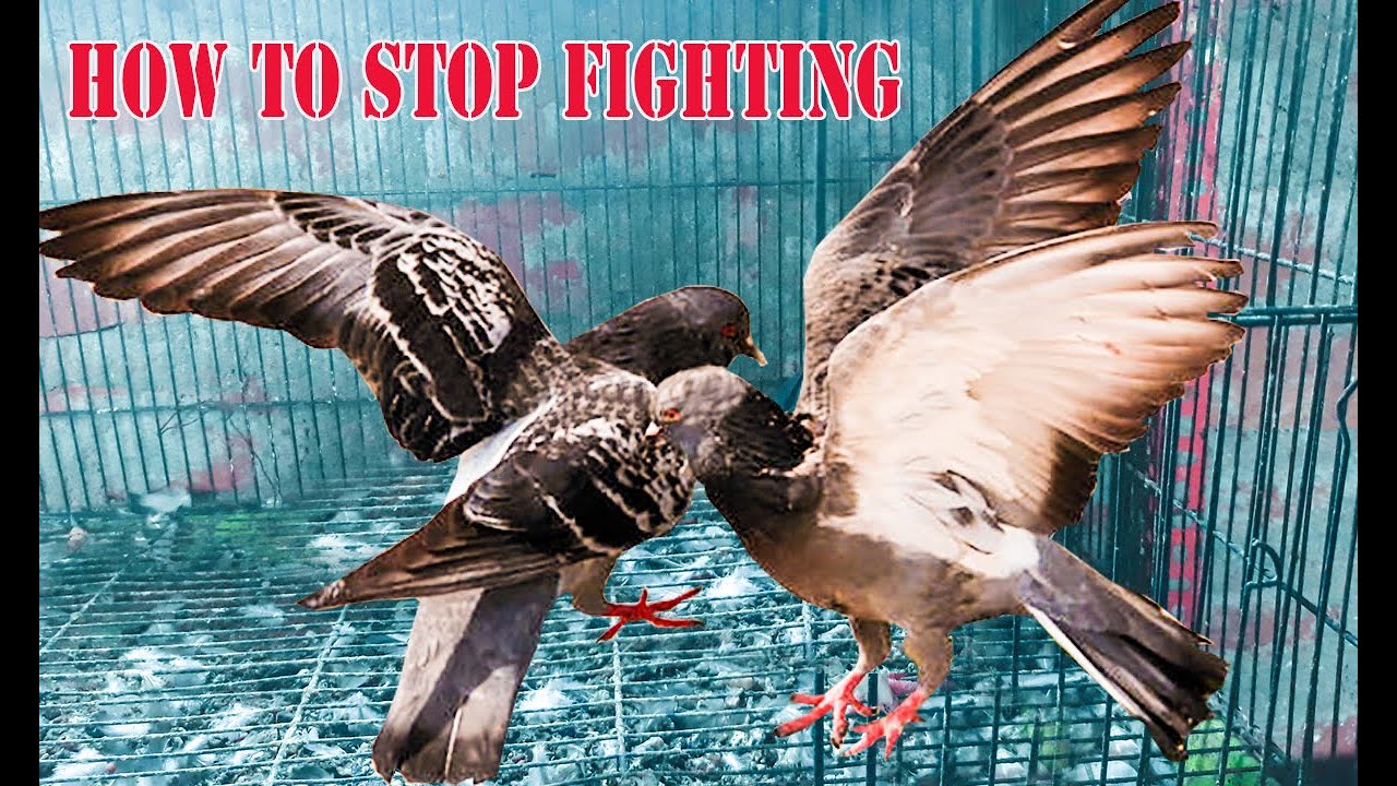 How To Stop Pigeon Fighting Between New Pairs.