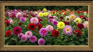Frame TV Art - Framed Art Background: Dahlia Dreamscape - Analyzing a Colorful Floral Field screenshot 1