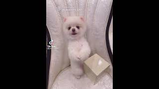 Ma Ya Hi (O - Zone) Cover By Miumiu Pao_Family Resimi