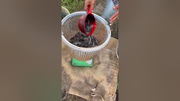 Đầy đủ các loại cá giống nước ngọt. Anh chị cần cá giống alo em. 0909770509 #cá_giống #fishing