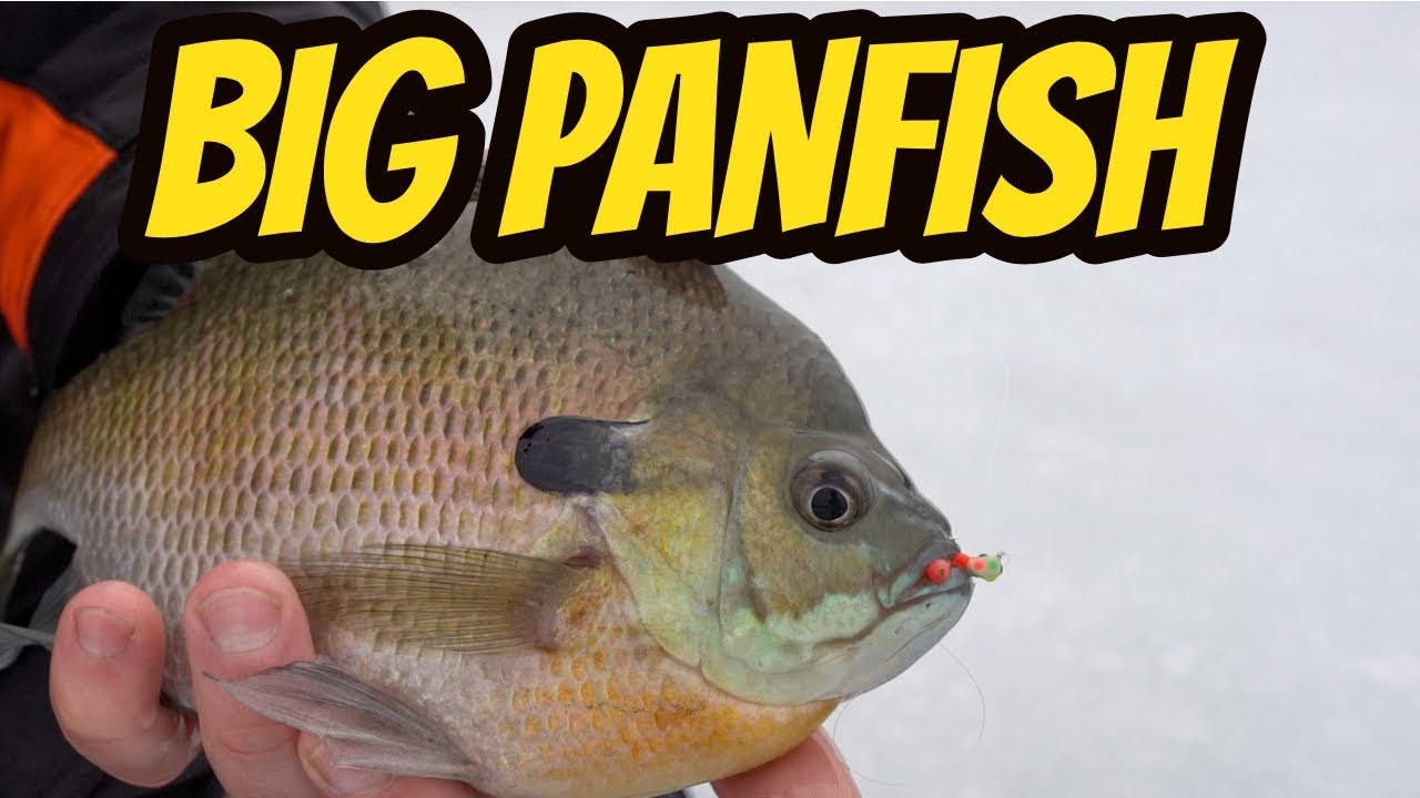 BIG Panfish Ice Fishing - Clear Water 