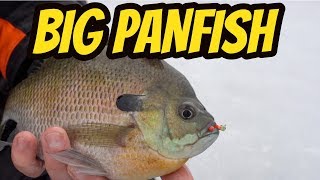BIG Panfish Ice Fishing - Clear Water
