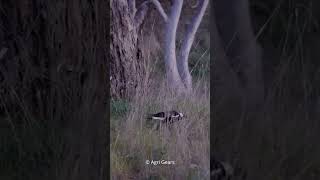 Wild Magpie | Wildlife Photography | Australian Wildlife