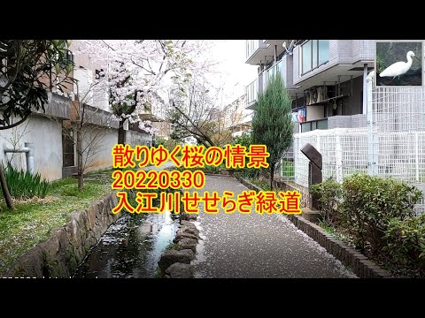 散りゆく桜と桜吹雪の情景　2022年3月30日　入江川せせらぎ緑道