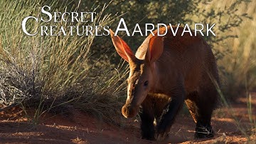 Secret Creatures: Africa