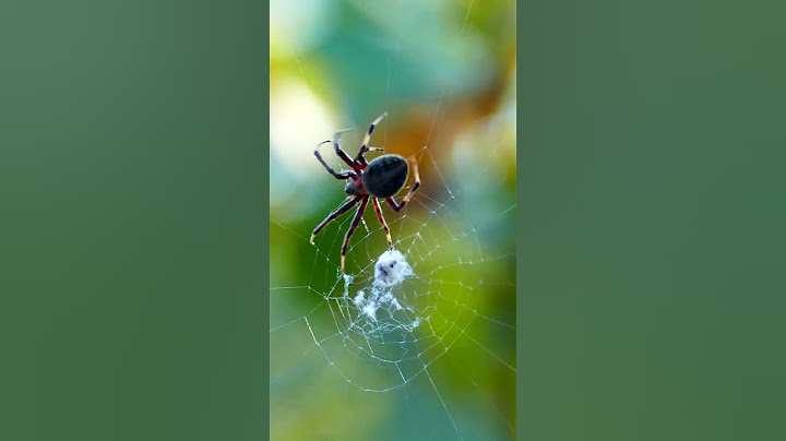 Funny spider makes the web 🧐 #funny #cool