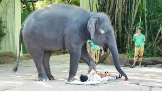 Elephant Show at Safari World Thailand