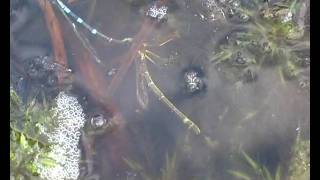 Maanwaterjuffer, Eiafzet Onder Water, Mei 2008..Avi