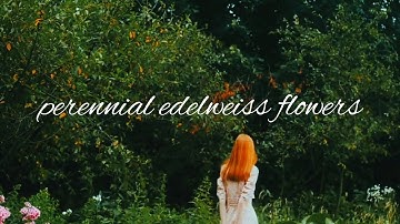 Skjønnhet - Perennial Edelweiss Flower ( Feat Adelswast ) MUSIC VIDEO