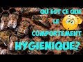 Quest ce que le comportement hyginique des abeilles