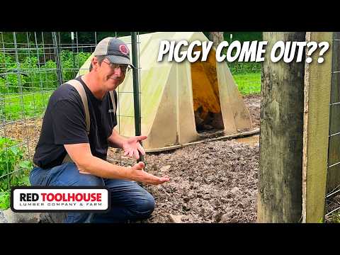 Opening Piglet Training Paddock to FRESH Pasture