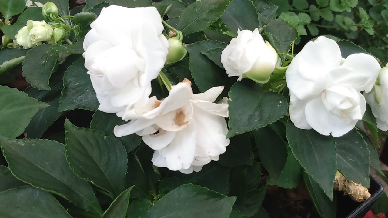 wishing all a safe wonderful day love and respect from miss Haley 🇺🇸🌺🌺