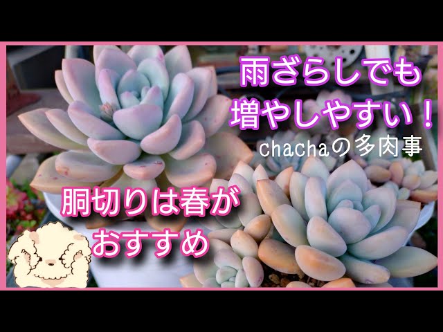 多肉植物】雨ざらしの我が家でも増やしやすいオパリナ🌱✨春の胴切りで