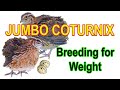 JUMBO COTURNIX - Selecting and Breeding for Weight