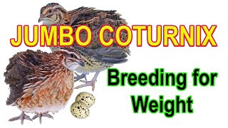 JUMBO COTURNIX - Selecting and Breeding for Weight