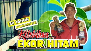 Rahasia Murai EKOR HITAM Kelebihan murai ekor hitam materi mewah muda disetting ATS SF By HoBi ID