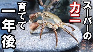 【カニ水槽】スーパーの食材のカニ、育てて一年経過！ by 秀峰ch 2,153,323 views 1 year ago 16 minutes