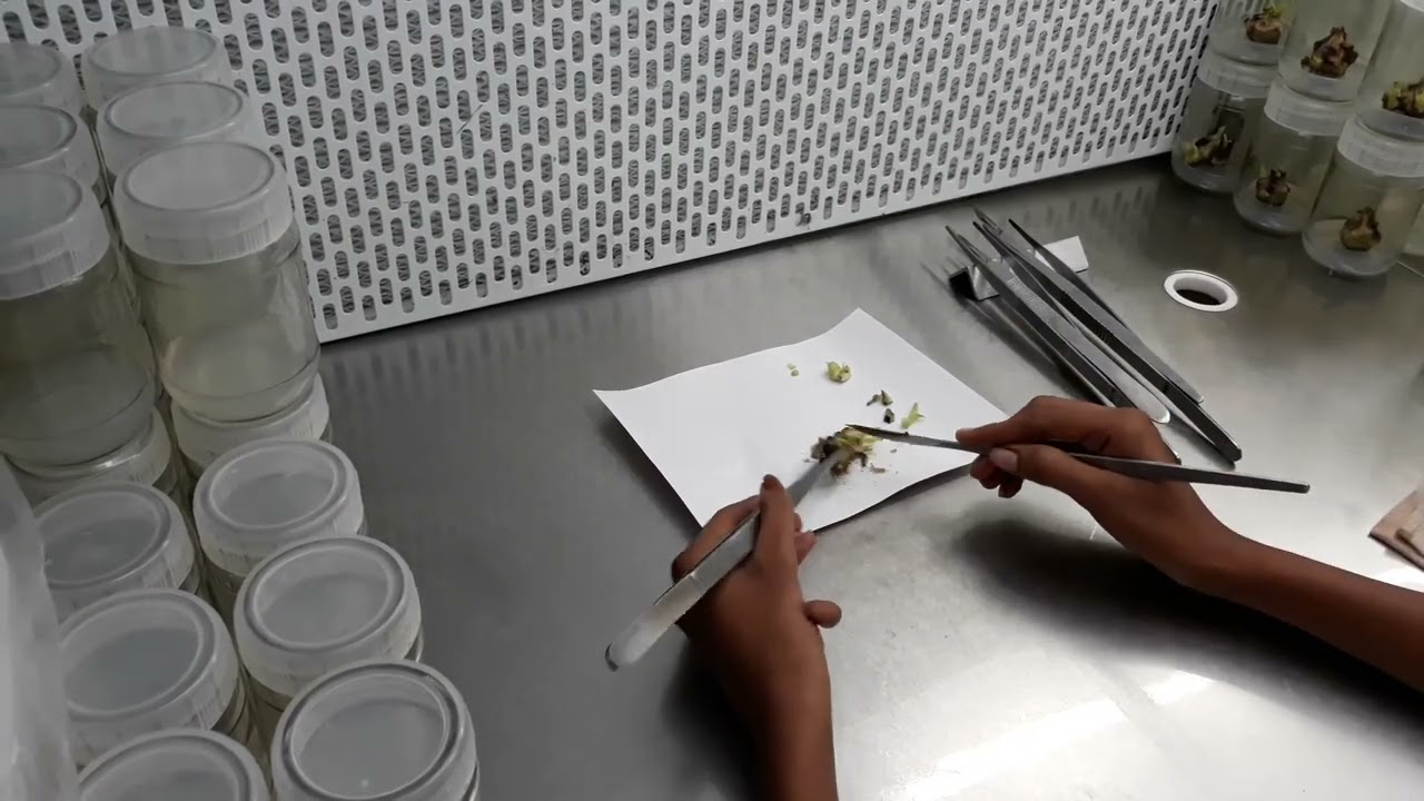 Banana tissue culture technic first Stage in Lab