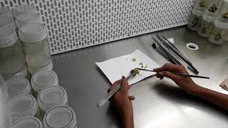 Banana Tissue Culture Technic First Stage In Lab