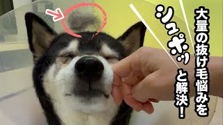 【多頭飼いの悩み】大量の抜け毛対策は、自動ゴミ収集掃除機におまかせ!