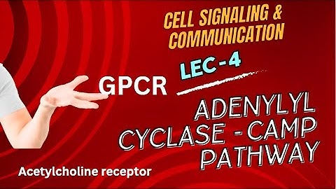 GPCR: Adenylyl cyclase- cAMP pathway| L-4| Gs and Gi pathway| Acetylcholine receptor #csir #gate