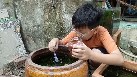 Nhờ nhóc cho cá bảy màu ăn cám thái inve 3/5 nuôi trong lu sành