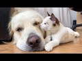 Kitten Shows His Love For Golden Retriever