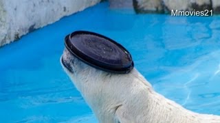 お母さんの帽子取らないで~Polar Bears