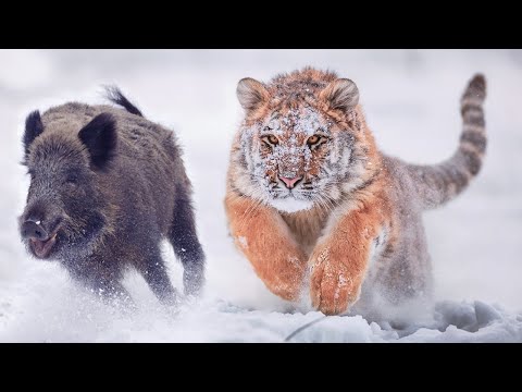 Видео: Амурский тигр – быстрый и опасный Владыка тайги! Самый крупный из семейства кошачьих!