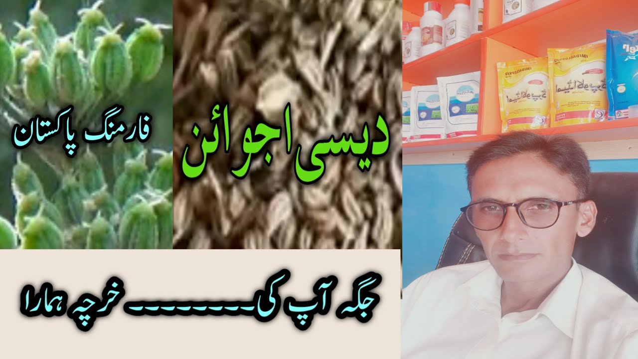 Desi Ajwain sweed) Farming in Pakistan. YouTube