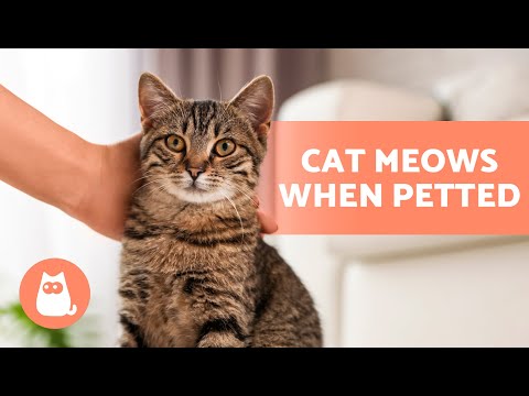 Why Does My CAT MEOW When I PET Them? 🐱🔊👋🏻 What It Says About Your Relationship!
