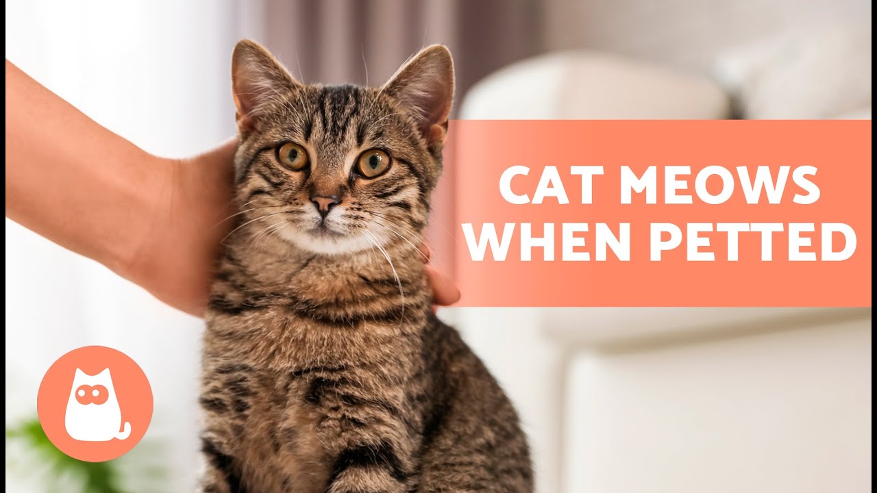 Why Is My Cat Meowing?