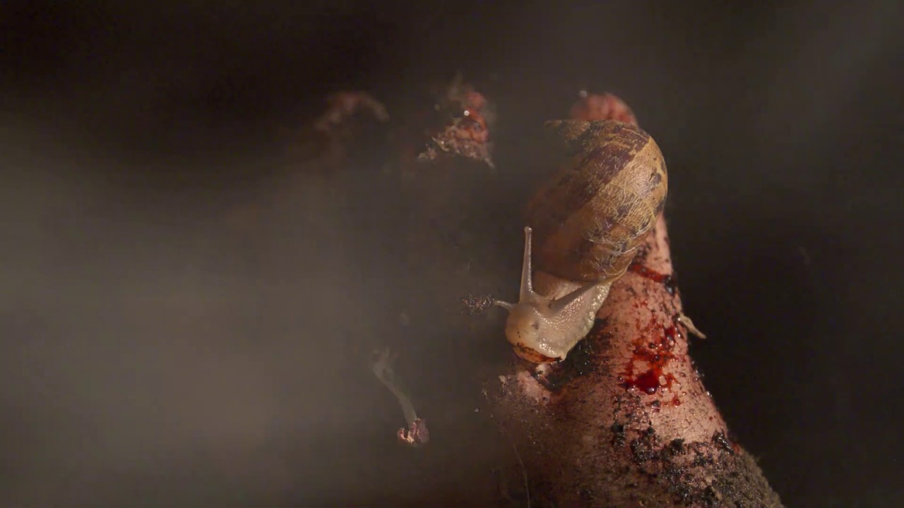 3rd TROMATIC Pick - Harvest | 15 Second Horror Film Challenge 2018