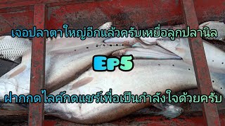 Ep.5เจอปลากรายใหญ่อีกแล้วเหยื่อลูกปลานิล #ตกปลา #ตั้งแคมป์ตกปลา #นั่งเรือตกปลา #หากินกับเขื่อนป่าสัก