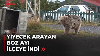 Yiyecek Arayan Boz Ayı Sarıkamışa Indi
