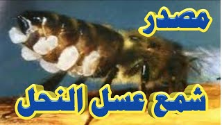 شمع العسل|كيف ينتج النحل الشمع وماهي عوامل الانتاج الدكتور عبدالرحمن باخمسه