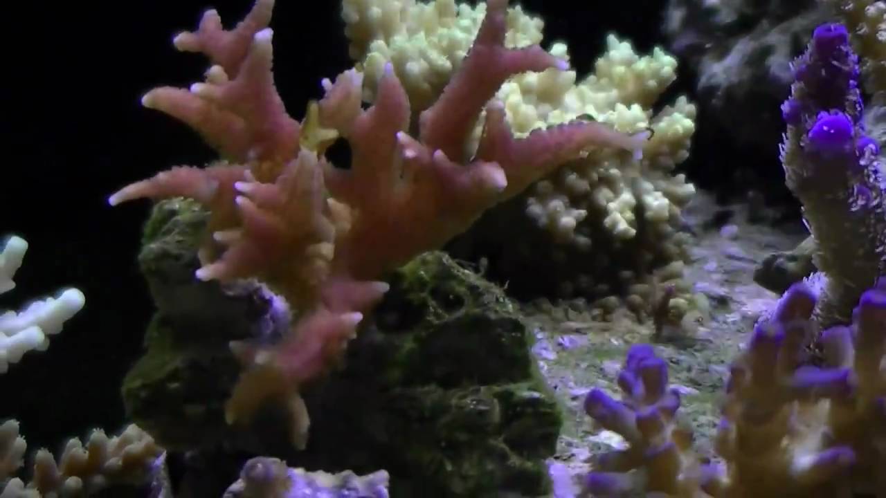 rickets reef interceptor treatment