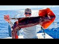 Fishing with huge squid as bait to catch something bigger