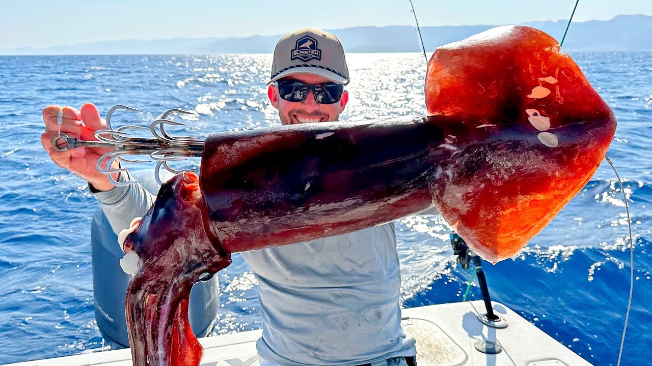 Fishing with Huge Squid as Bait to Catch Something Bigger 