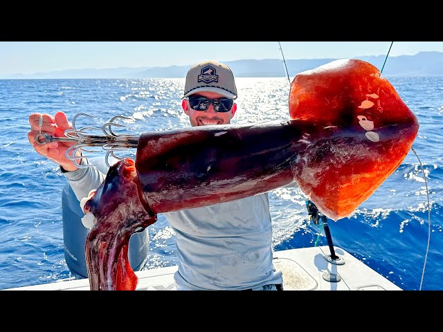 Fishing with Huge Squid as Bait to Catch Something Bigger 