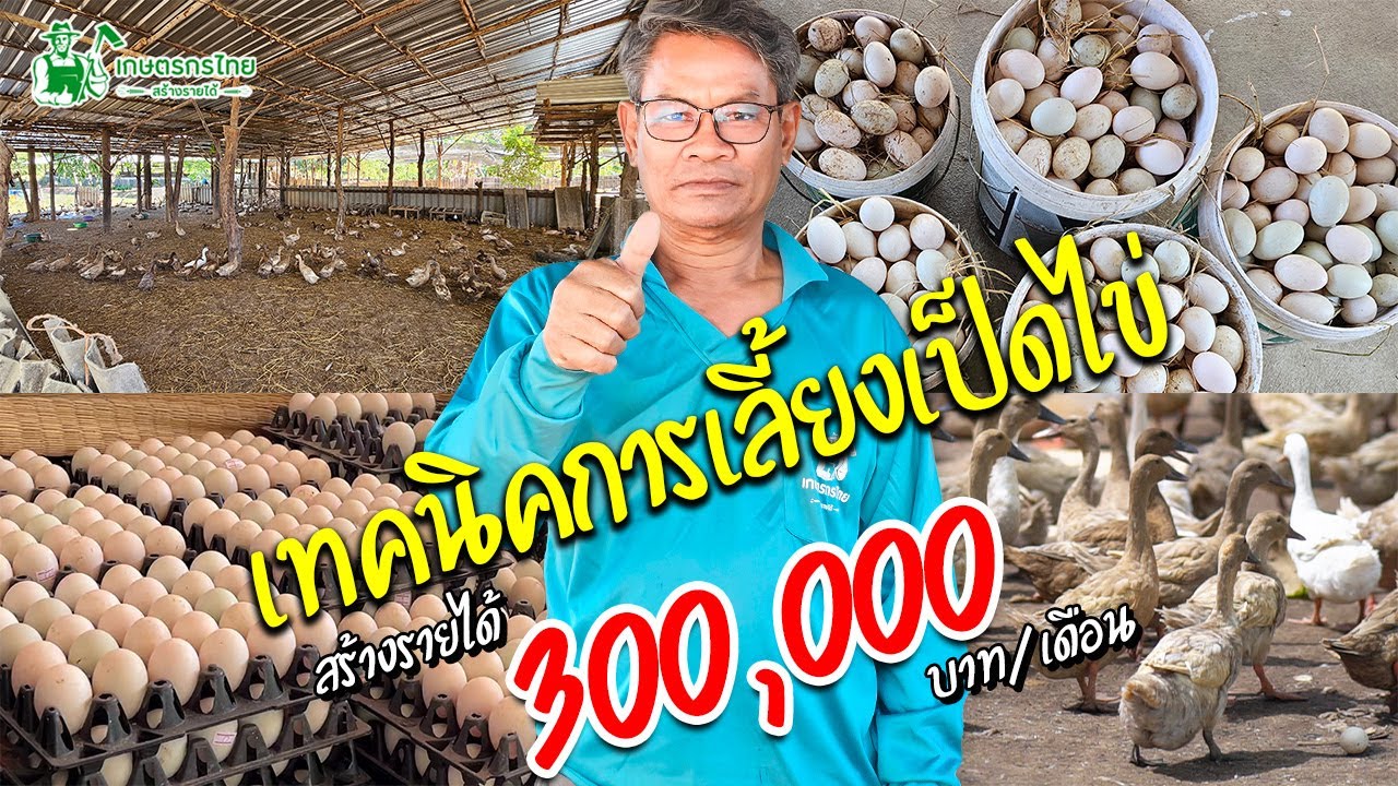 เลี้ยงเป็ดไข่ 1,900ตัว สร้างรายได้วันละ 6-7 พันบาท เทคนิคการเลี้ยงเป็ดแบบละเอียดจากเจ้าของฟร์าม